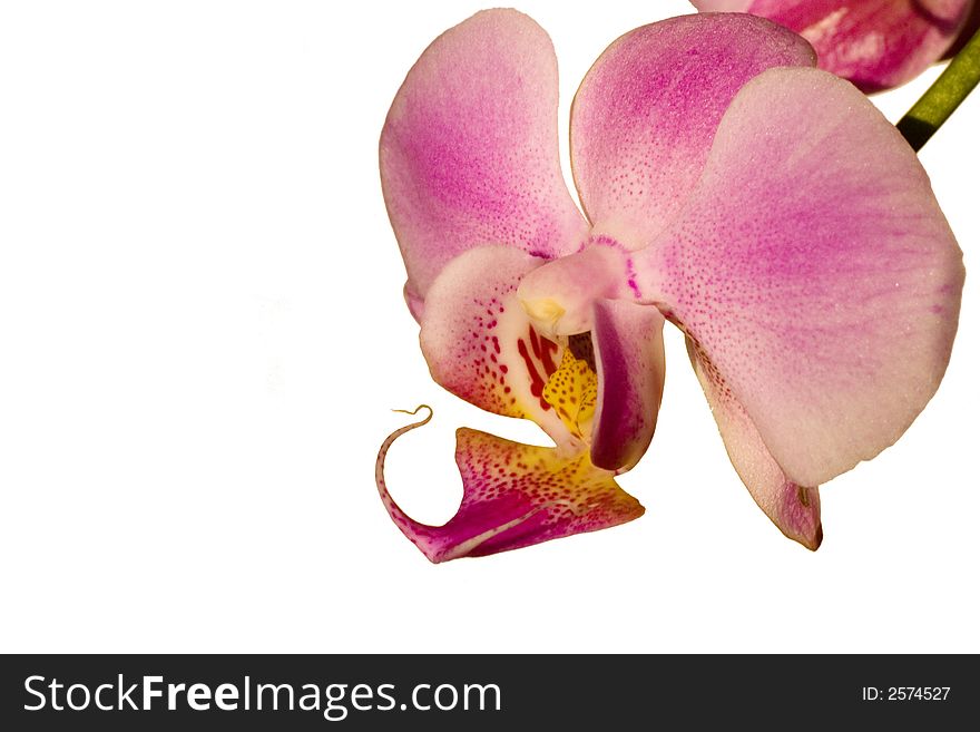Macro shot of pink orchid. Macro shot of pink orchid