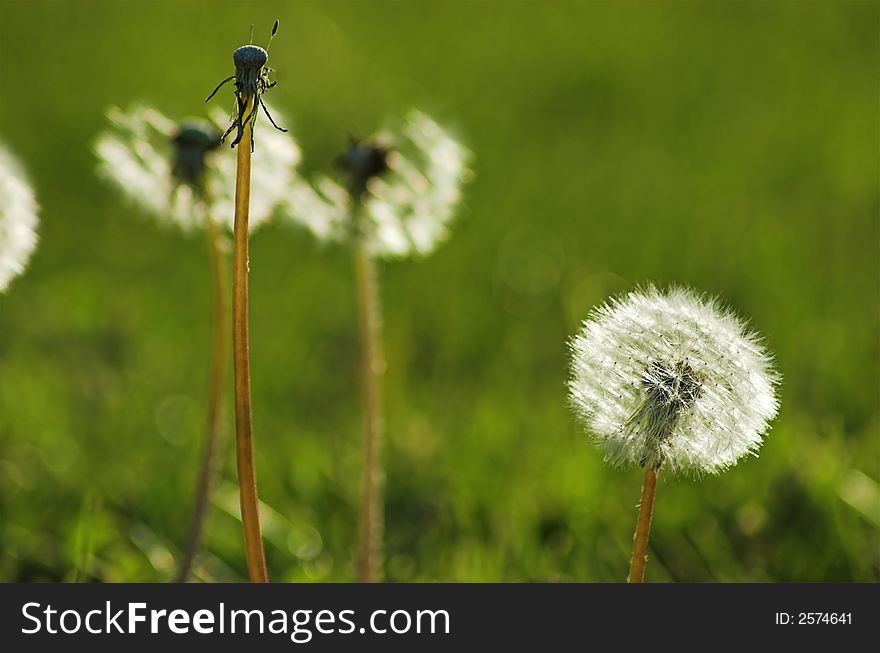 Fluffy flower on a field of grass