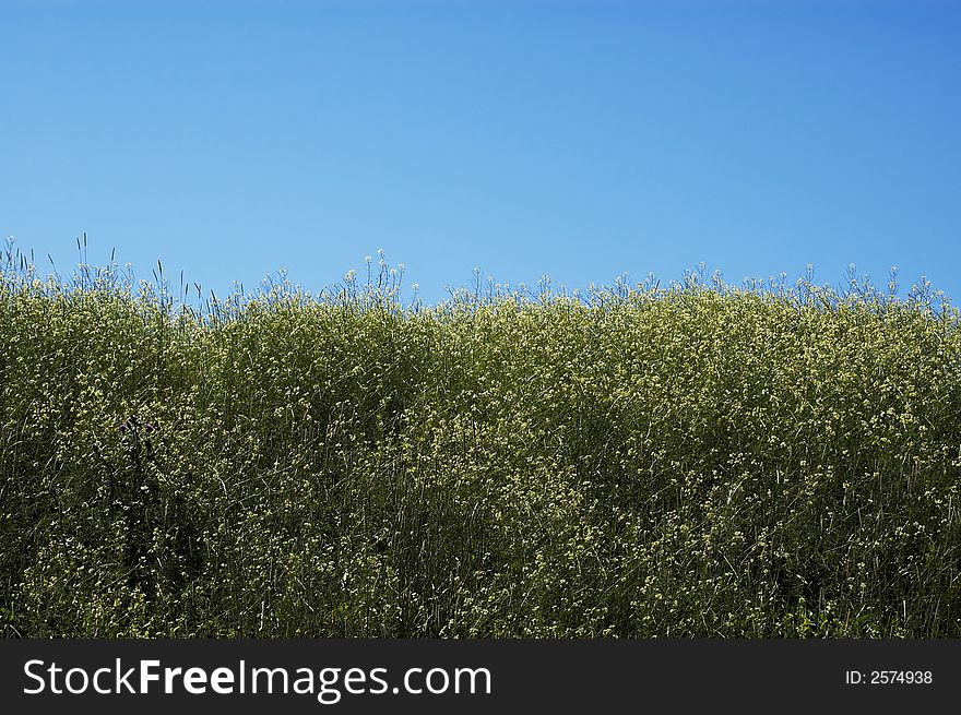 A clear summer field with blue sky. A clear summer field with blue sky