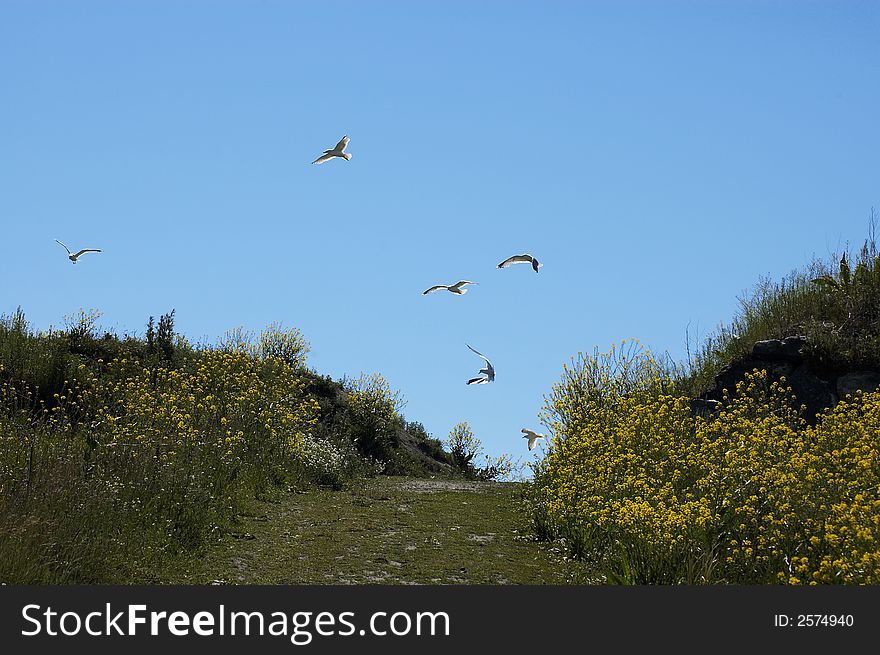 Field And Gulls