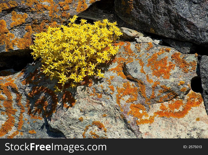 Yellow flowers growing through a crack on a rock