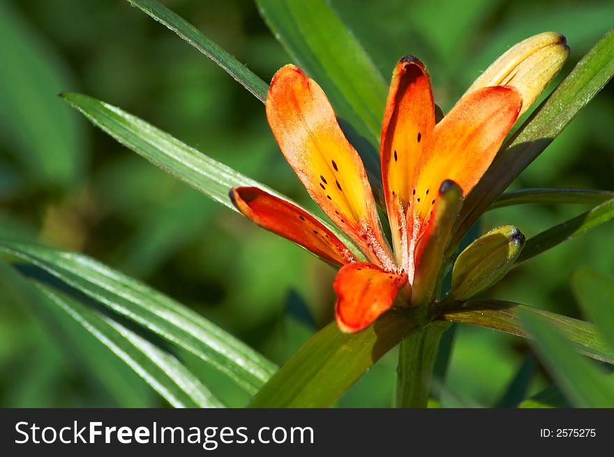 Closeup of a red flower with blurry background