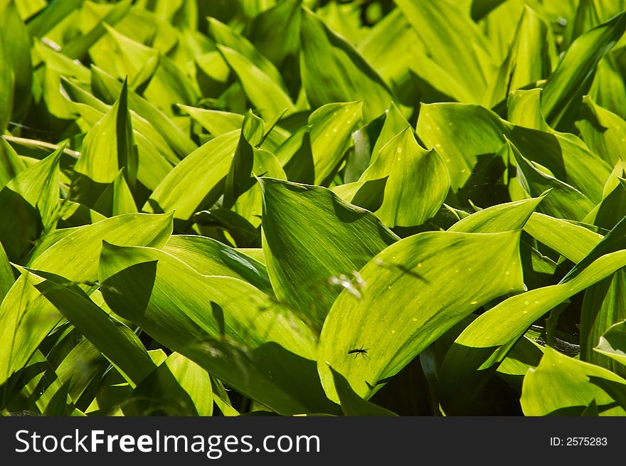 A field of lily of the valley flowers against bright sun