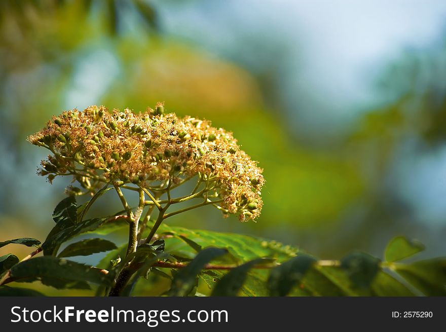 A closeup of the flowers on a tree. A closeup of the flowers on a tree