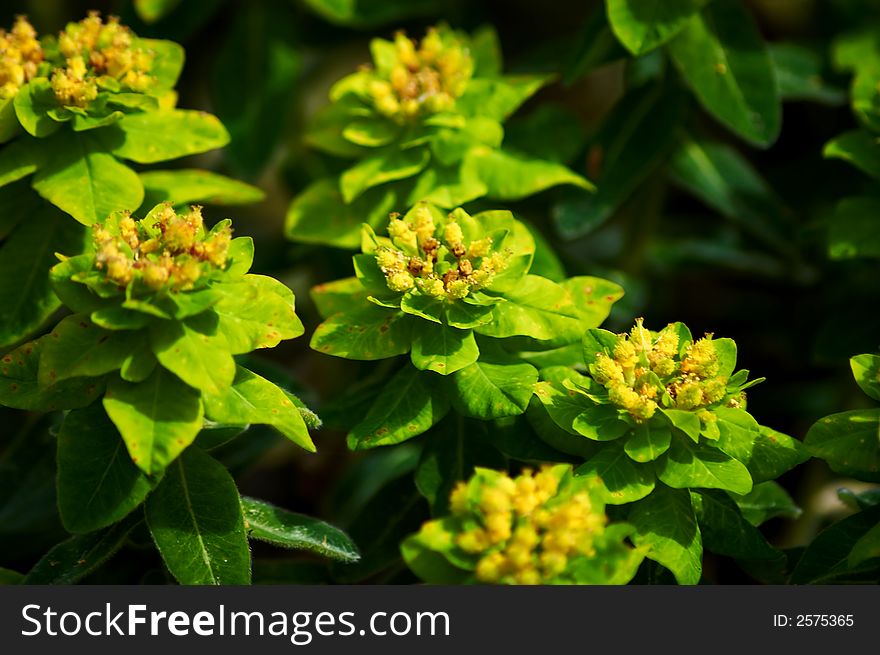 Closeup of a some plant with small yellow flowers