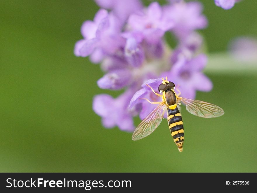 A yellow and black hoover fly on a purple lavender bush . A yellow and black hoover fly on a purple lavender bush .