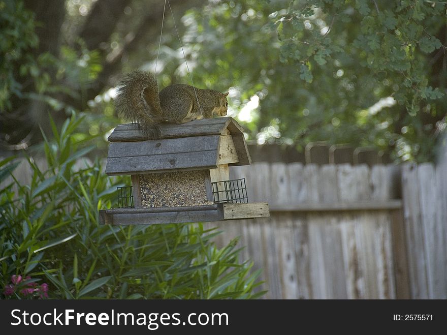 Squirrel On The Bird Feeder