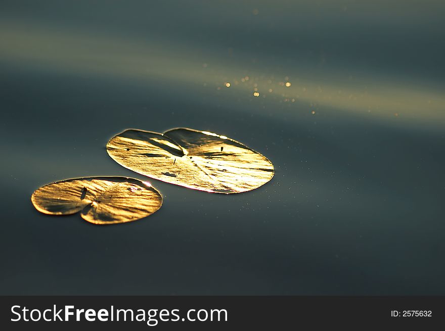 Water lily in the lake reflecting sun