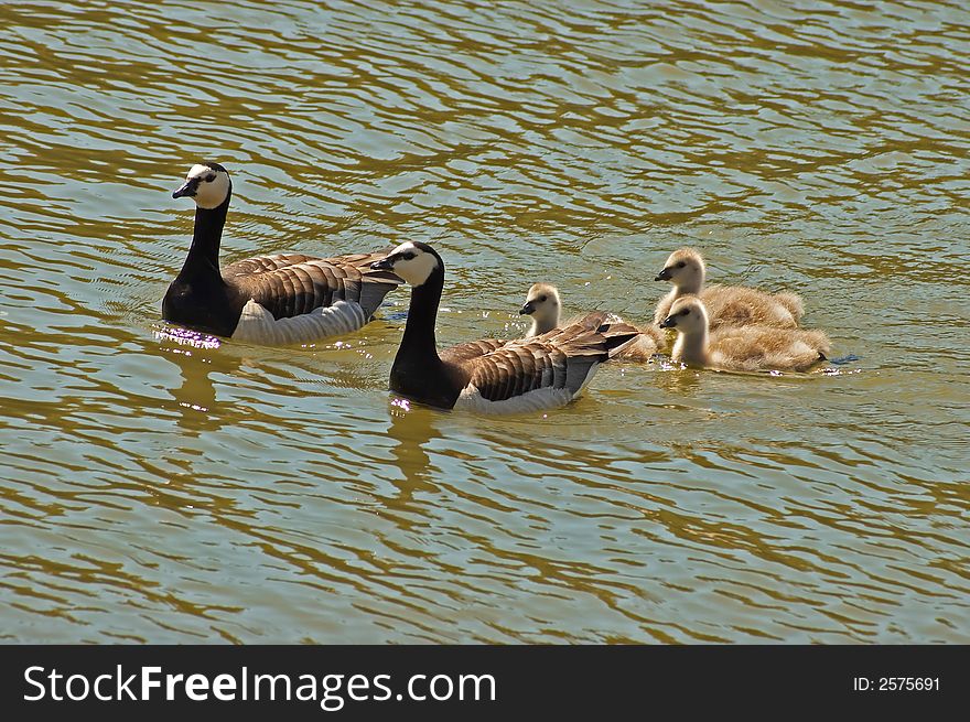 Two geese with their offsprings swimming