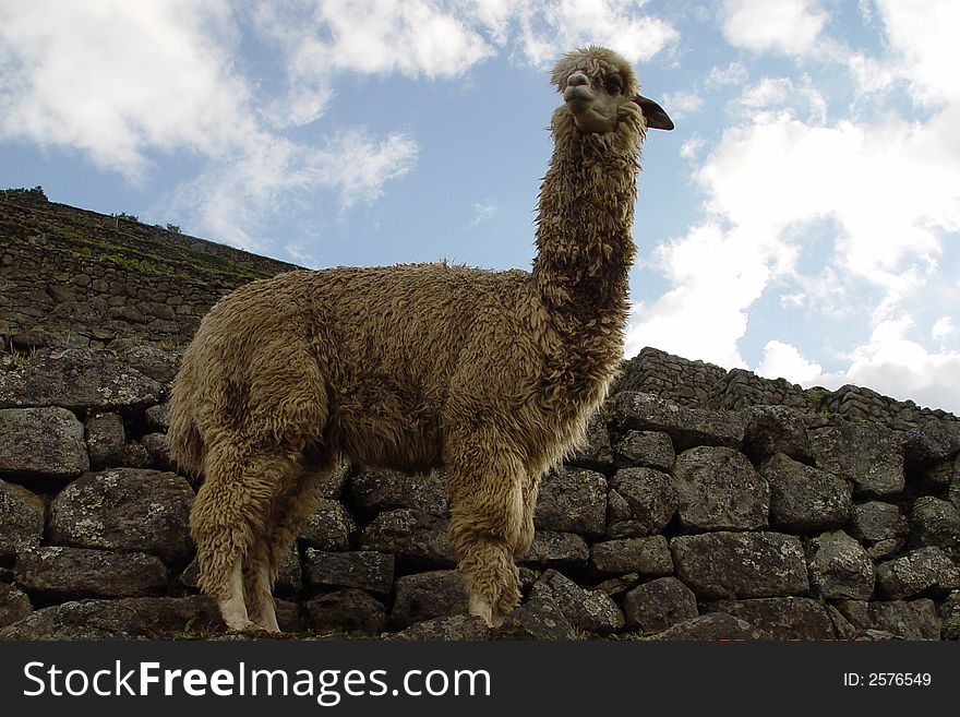 This is a llama at Macchu Picchu. This is a llama at Macchu Picchu