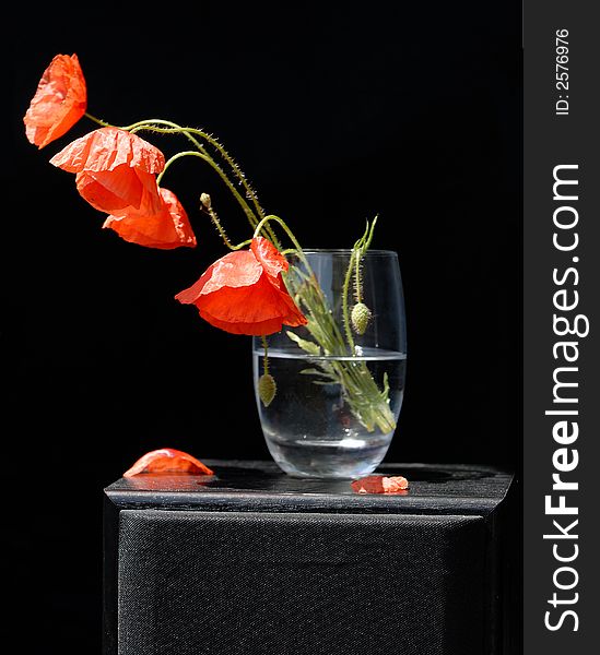 Red poppies in the transparent glass on the black background