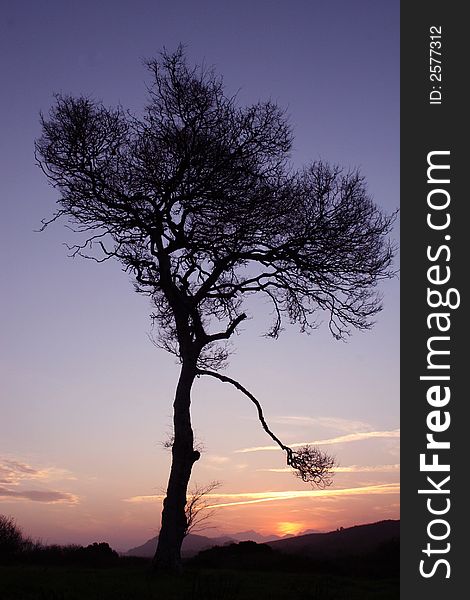 Silhouette of Yellow wood Endangered tree at sunset. Silhouette of Yellow wood Endangered tree at sunset