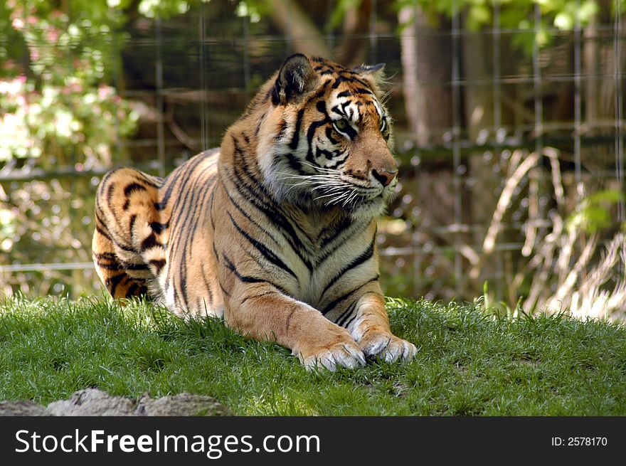 Portrait of a tiger sitting on a grass 
. Portrait of a tiger sitting on a grass