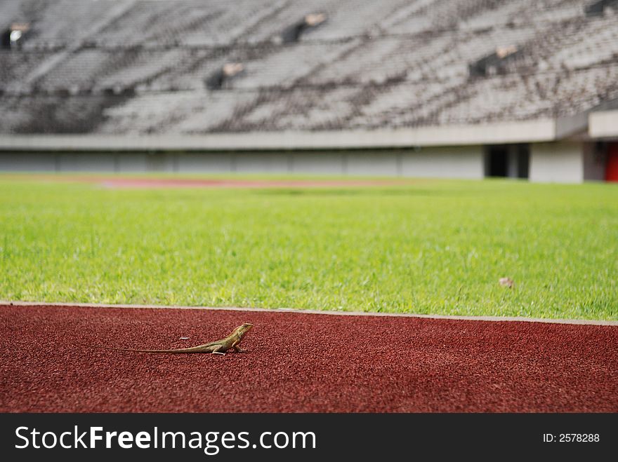 Lizard on the tracks in the stadium