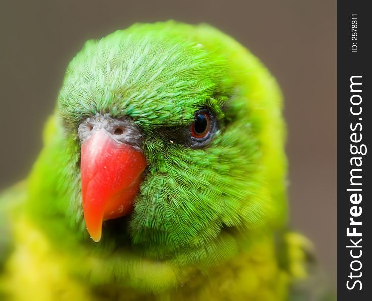 A portrait of a lorikeet bird.  The bird's eye is in focus and the rest is blurred. A portrait of a lorikeet bird.  The bird's eye is in focus and the rest is blurred.