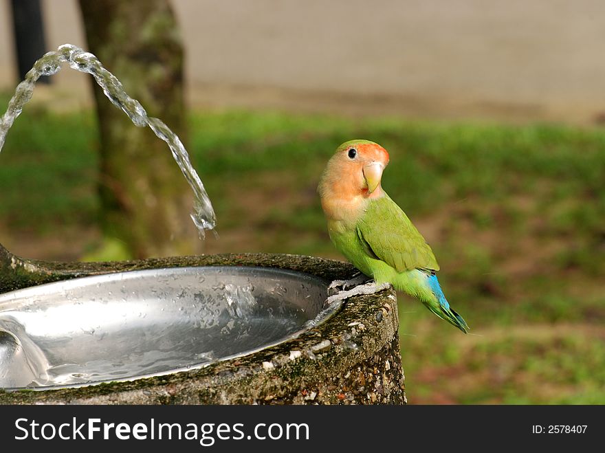 Parrot and water tap in the parks