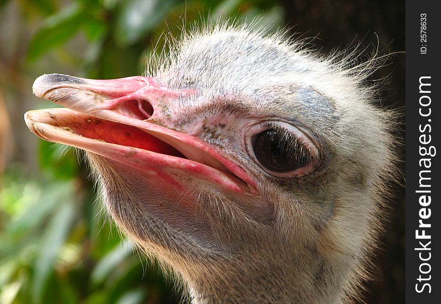 A shot of a quite curious ostrich. A shot of a quite curious ostrich.