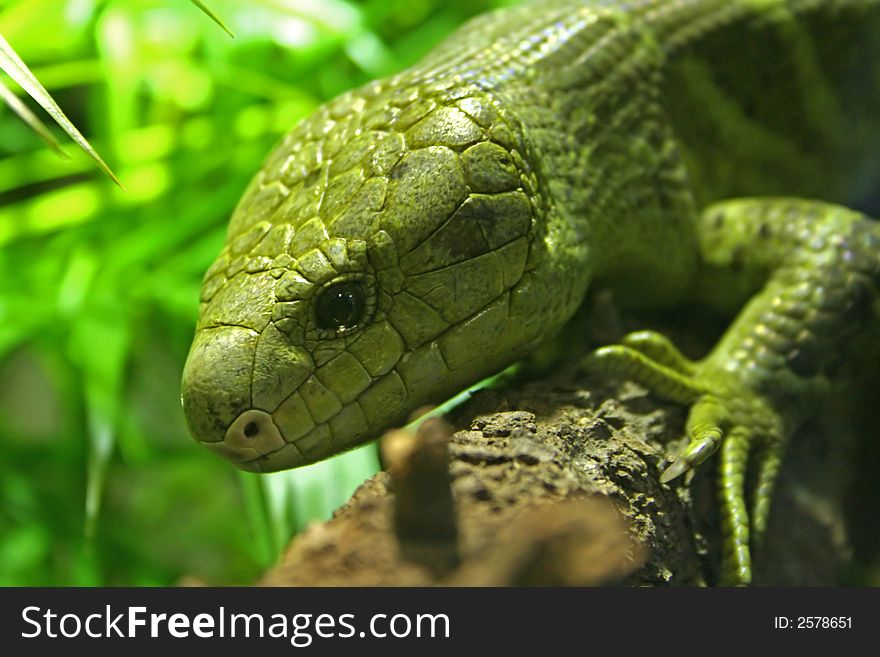 A Lizard on a branch.