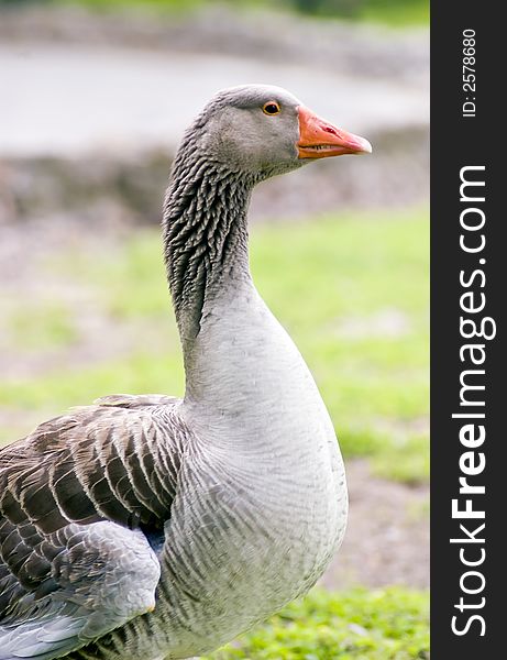 A close up of a Greylag Goose or Greygoose. A close up of a Greylag Goose or Greygoose