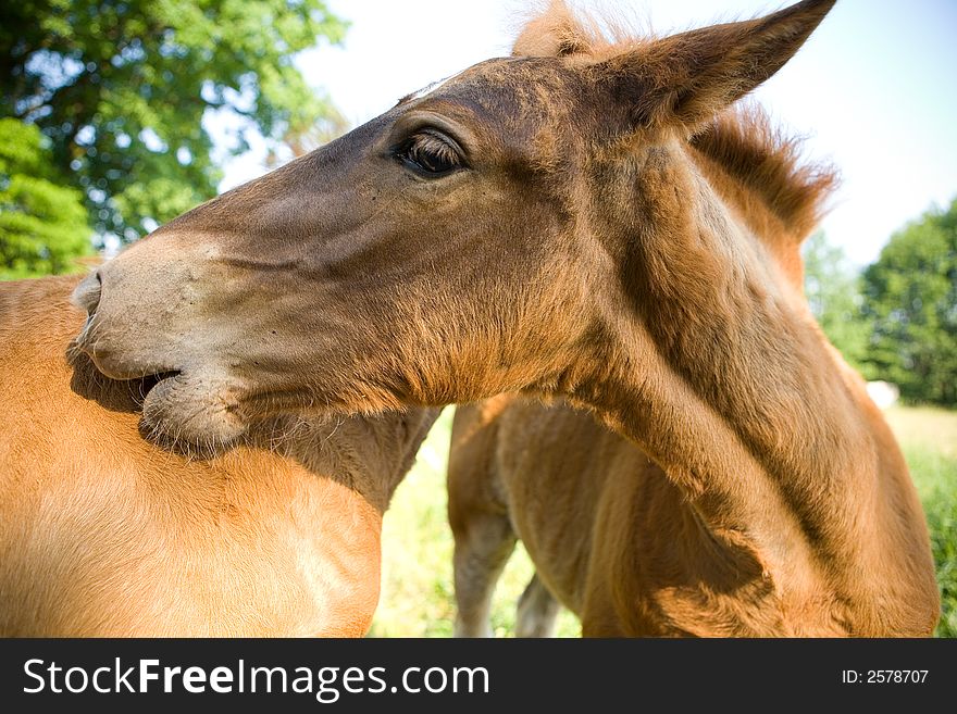 Beauty young horse portrait in nature scenerio