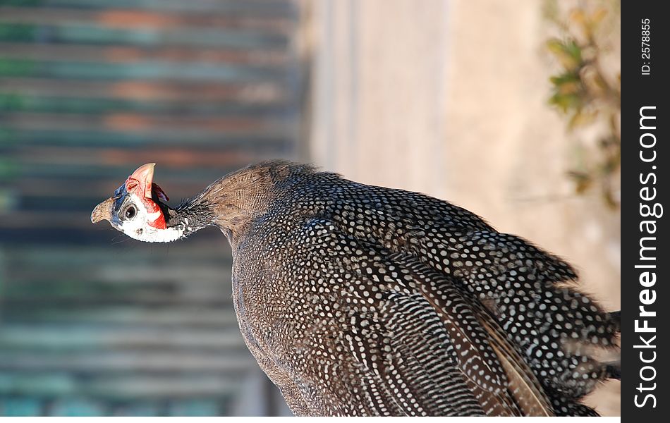 A coloured bird