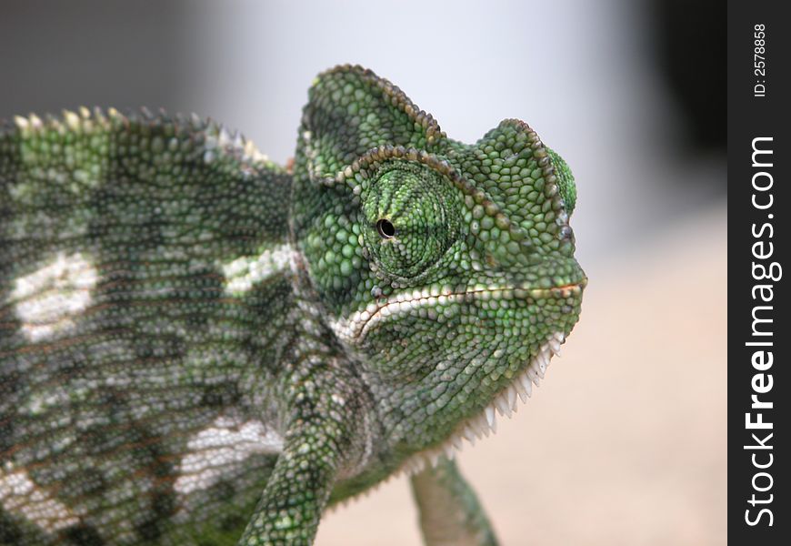 A Chameleon is an excellent subject for photograph; it stays so still.