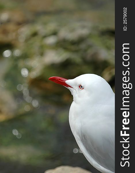 In this unique portrait of a seagull the bird appears to be lost in contemplation. In this unique portrait of a seagull the bird appears to be lost in contemplation.