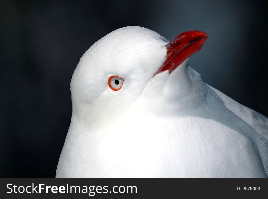 An African seagull makes a very curious expression. An African seagull makes a very curious expression.