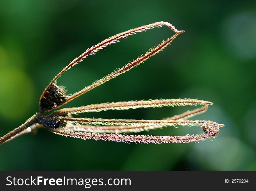 Dried plant in the parks