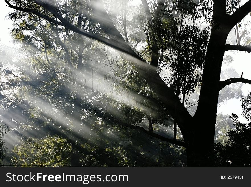 Smoke filtering through the trees in sunlight. Smoke filtering through the trees in sunlight