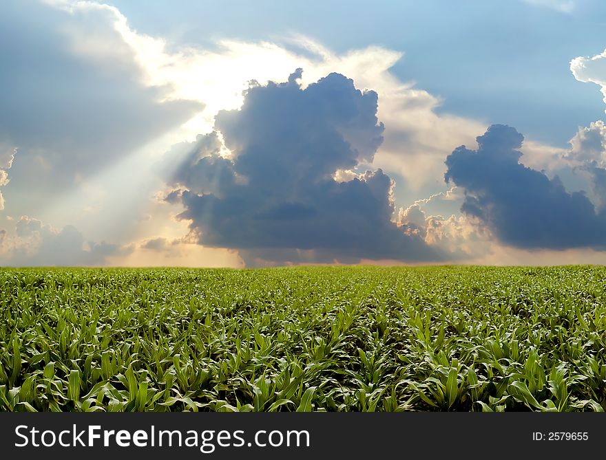 Corn field during stormy day.