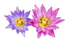 Isolates Of The Pink And Purple Lilies. Royalty Free Stock Photography Isolates Of The Pink And Purple Lilies. Royalty Free Stock Photography