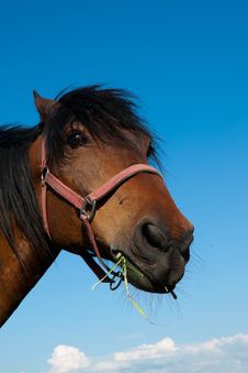 Head Of A Horse Royalty Free Stock Images Head Of A Horse Royalty Free Stock Images