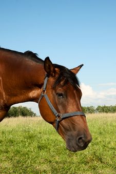 Head Of A Horse Stock Photography Head Of A Horse Stock Photography