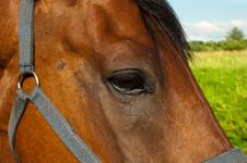 Head Of A Horse Stock Photo Head Of A Horse Stock Photo