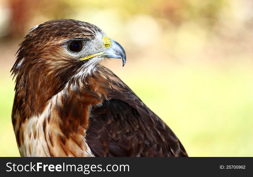 Red-tailed Hawk (Buteo jamaicensis) closeup shot of head. Red-tailed Hawk (Buteo jamaicensis) closeup shot of head