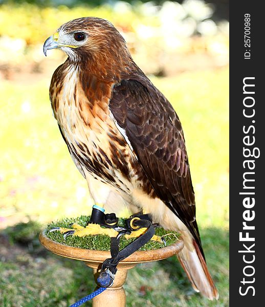 Red-tailed Hawk (Buteo jamaicensis) looking a way, portrait full size. Red-tailed Hawk (Buteo jamaicensis) looking a way, portrait full size