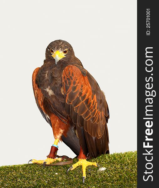 Harris  Hawk &x28;Parabuteo Unicinctus&x29;