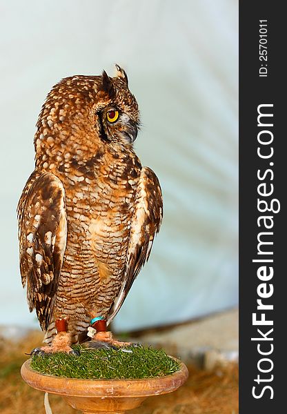 Great Horned Owl &x28;Bubo virginianus&x29
