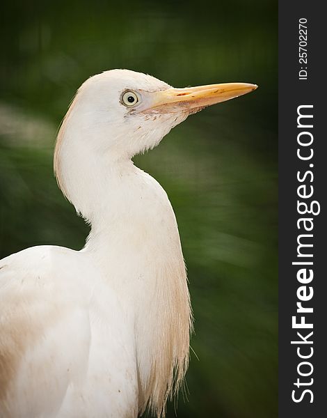 Great White Egret portrait in the zoo. Great White Egret portrait in the zoo.