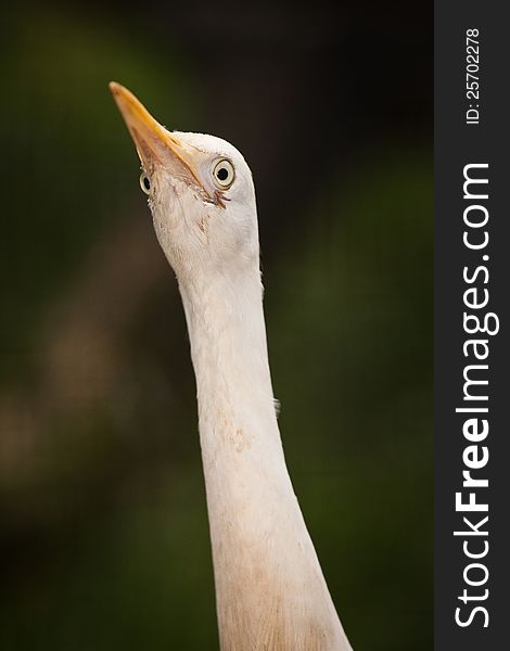 Great White Egret portrait in the zoo. Great White Egret portrait in the zoo.