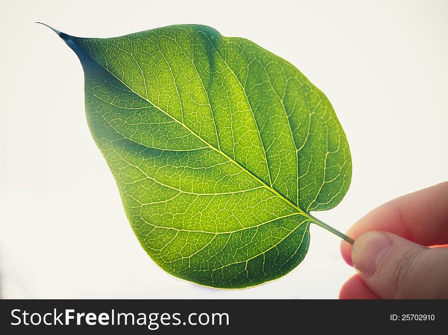 Green Leaf Isolated On White Background