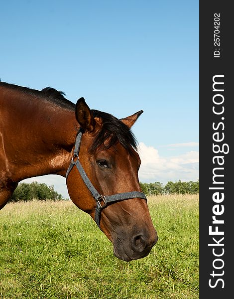 The head of the horse chewing a grass against the dark blue sky. The head of the horse chewing a grass against the dark blue sky