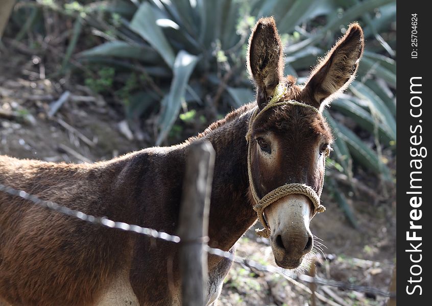 A burro wearing a rope halter with ears perked and agave plant in the background behind a fence in central Mexico. A burro wearing a rope halter with ears perked and agave plant in the background behind a fence in central Mexico.