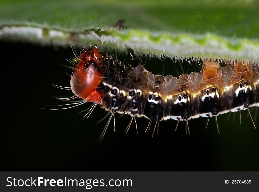 A Hungry Caterpillar