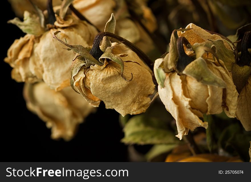 Dry yellow rose on dark background. Dry yellow rose on dark background