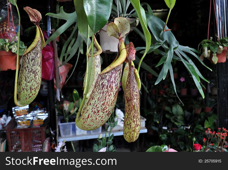 Pitcher Plant for sale in Cameron Highland, Malaysia.