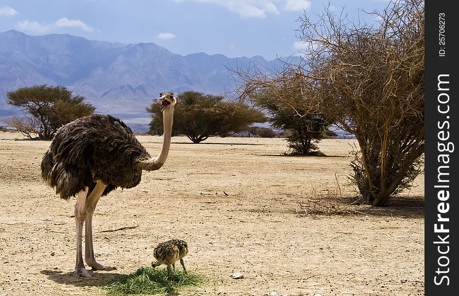 Female of African ostrich (Struthio camelus) with young chicks in Hai Bar nature reserve, 35 km north of Eilat, Israel. Female of African ostrich (Struthio camelus) with young chicks in Hai Bar nature reserve, 35 km north of Eilat, Israel