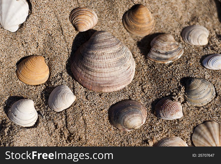 Image of  seashells on beach