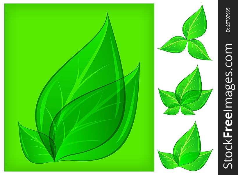 Branch of fresh leaves on green and whited, vector illustration